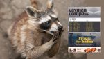 Compass pinboard: Escaped raccoon sparks memes