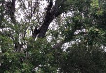 Little Cayman National Trust buys land with centuries-old mahogany trees