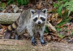 Missing raccoon captured