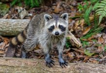 Captured raccoon euthanised, animal found last month rabies-free