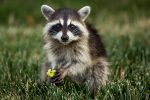 Raccoon hunt continues, no reported sightings