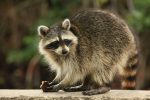 Raccoon on the loose, DoA warns