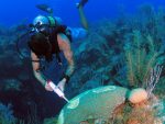 Fundraising under way for East End coral reef protection