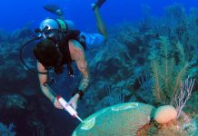 Fundraising under way for East End coral reef protection