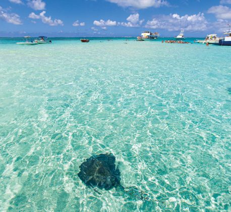 Island Life Calendar - Stingray City - Cayman Islands
