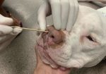 PCR test conducted on dog amid cases of respiratory virus PCR test on dog after symptoms of respiratory virus