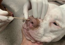 PCR test conducted on dog amid cases of respiratory virus PCR test on dog after symptoms of respiratory virus