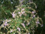 Native plants of Cayman