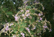 Native plants of Cayman