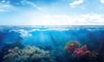Record sea temperatures threaten corals and raise hurricane concern