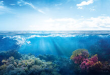 Record sea temperatures threaten corals and raise hurricane concern