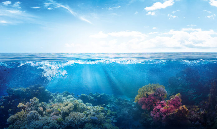Coral reefs