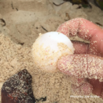 DoE ‘surprised’ by late turtle-nesting season find