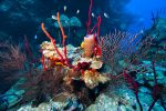 Researchers find silver lining to coral dieoff