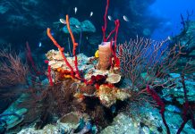 Researchers find silver lining to coral dieoff