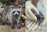 Year in review: Wildlife stories top features in 2021