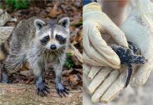 Year in review: Wildlife stories top features in 2021
