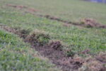 Vandal leaves tire tracks on East End football field