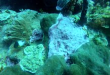 Natural Marine World Tidbits