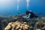 Study: ‘Quiet’ oceans without cruise ships leading to fish resurgence
