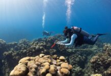 Study: ‘Quiet’ oceans without cruise ships leading to fish resurgence