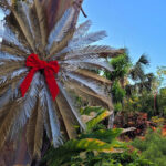 Botanic Park gets a Christmassy makeover