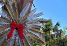 Botanic Park gets a Christmassy makeover