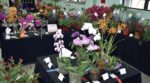 Love is in the air for flower show