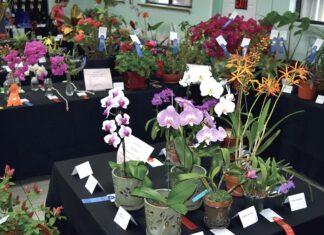 Love is in the air for flower show