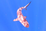 Natural Marine World Tidbits
