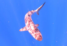 Natural Marine World Tidbits