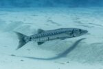 Barracuda bite victim returns home, but vows she’ll be back
