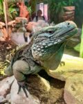 Blue iguana takes up residence at San Antonio Zoo