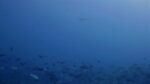 Hammerhead shark spotted at Nassau grouper aggregation site