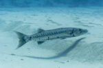Woman bitten by barracuda off Seven Mile Beach