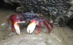 Natural Marine World Tidbits