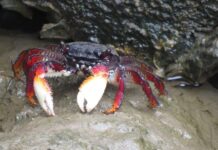 Natural Marine World Tidbits