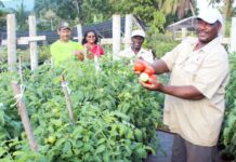 Agriculture Show cancelled for 2022
