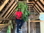 First cigars with Cayman tobacco produced