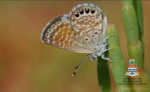World’s smallest butterfly could lose habitat on Grand Cayman
