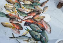 Should you eat local Cayman fish?