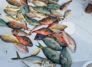 Should you eat local Cayman fish?