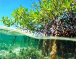 New report outlines ‘severe’ climate-change risks for Cayman
