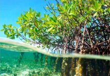 New report outlines ‘severe’ climate-change risks for Cayman