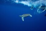 Turtle trackers offer clues to reptiles’ ‘lost years’
