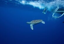 Turtle trackers offer clues to reptiles’ ‘lost years’