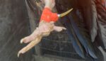 Man arrested on suspicion of running cockfighting ring