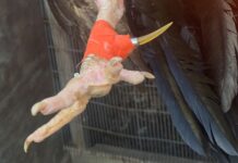 Man arrested on suspicion of running cockfighting ring