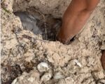 Increased 2021 storm activity, climate change hurting turtle population