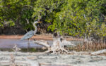 The multi-billion dollar question: What does Cayman’s environment contribute to the economy? A blue heron wades in the tide pools off Barkers. - Photos: Taneos Ramsay